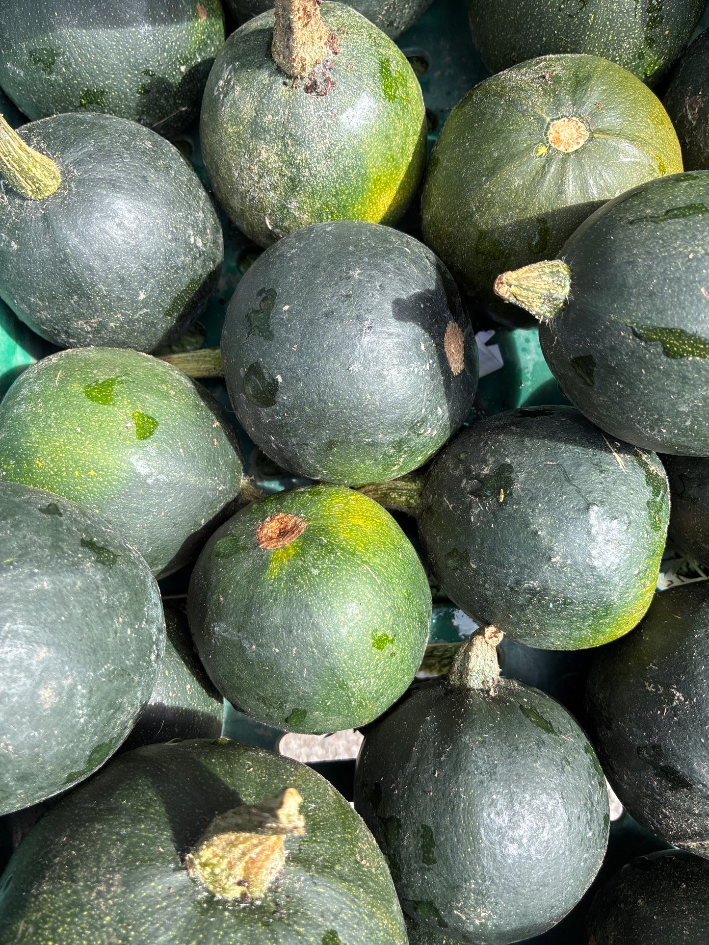 Gem squash