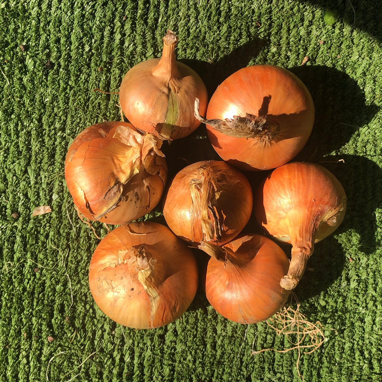 Onions - Cooking 500g