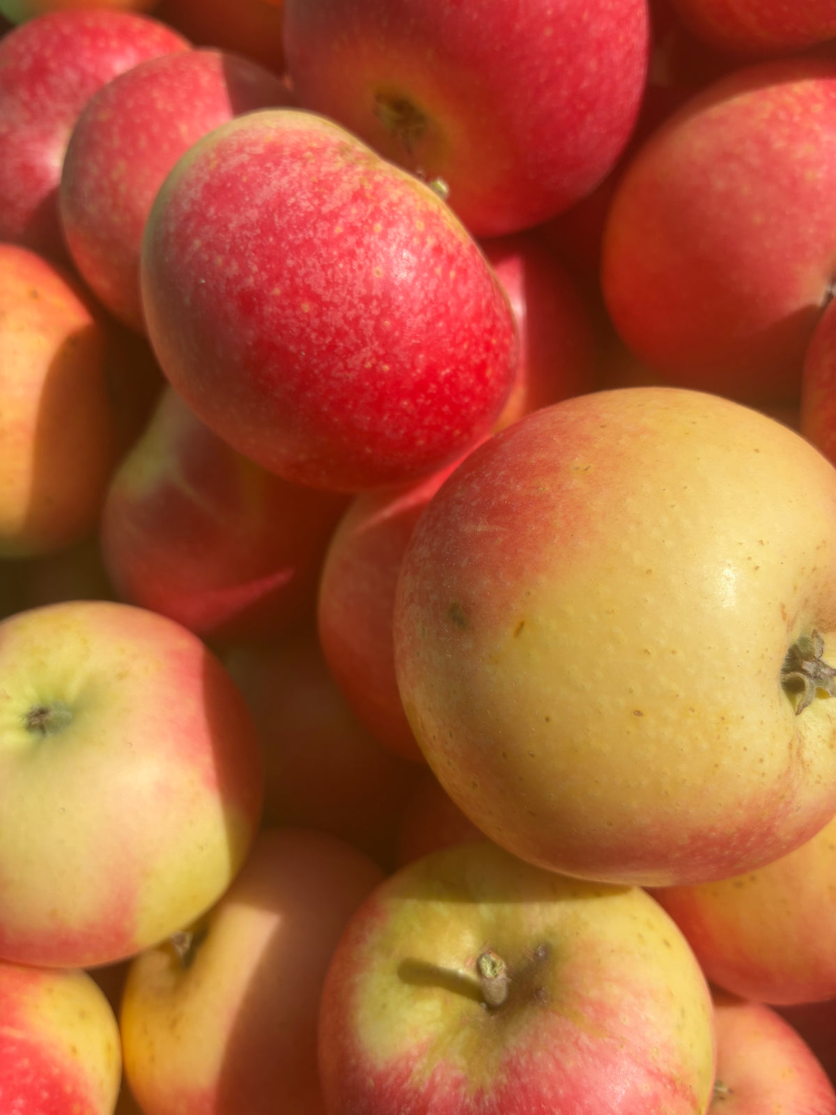 Apples - Scrumptious