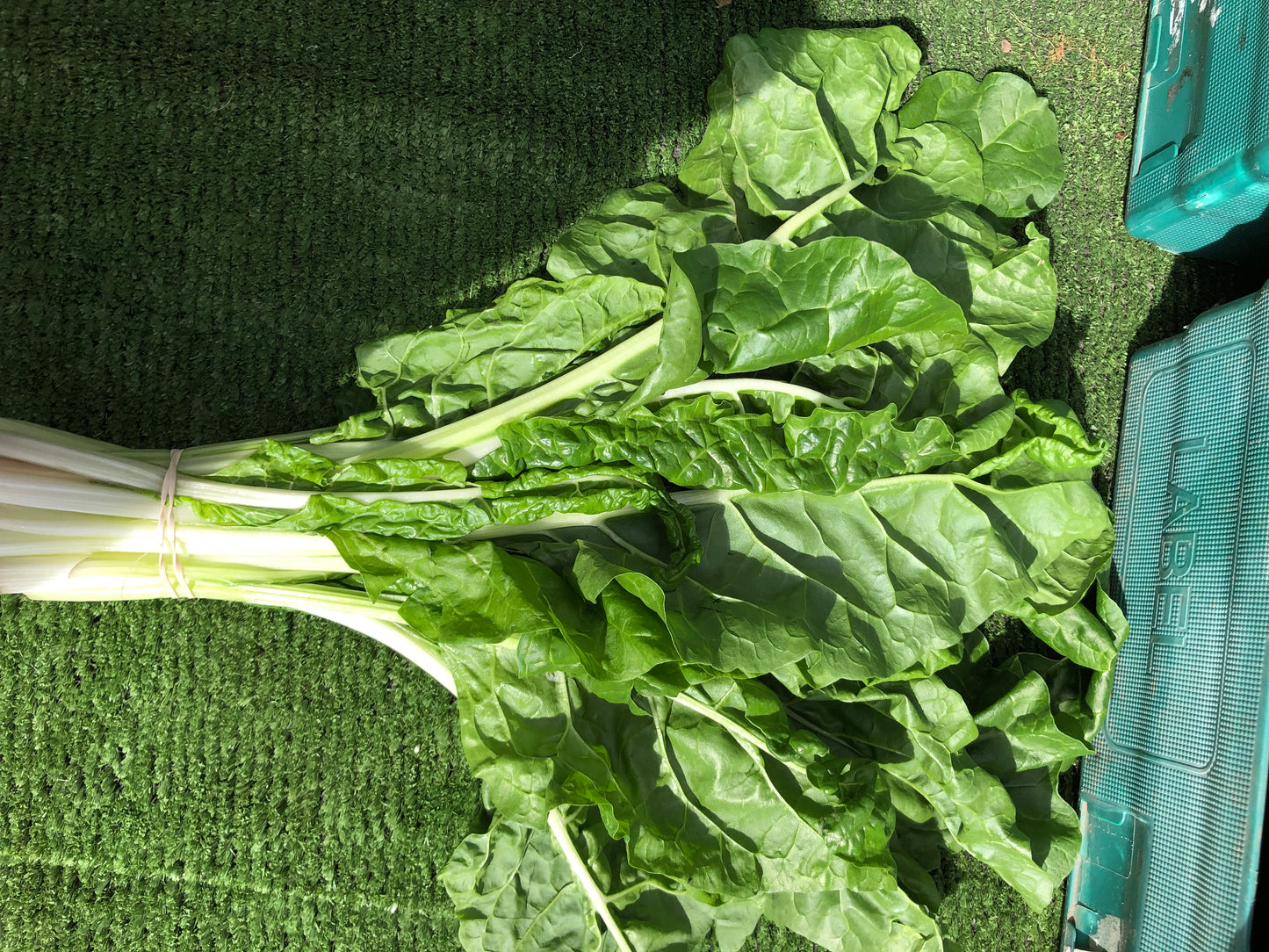 Chard - bunched