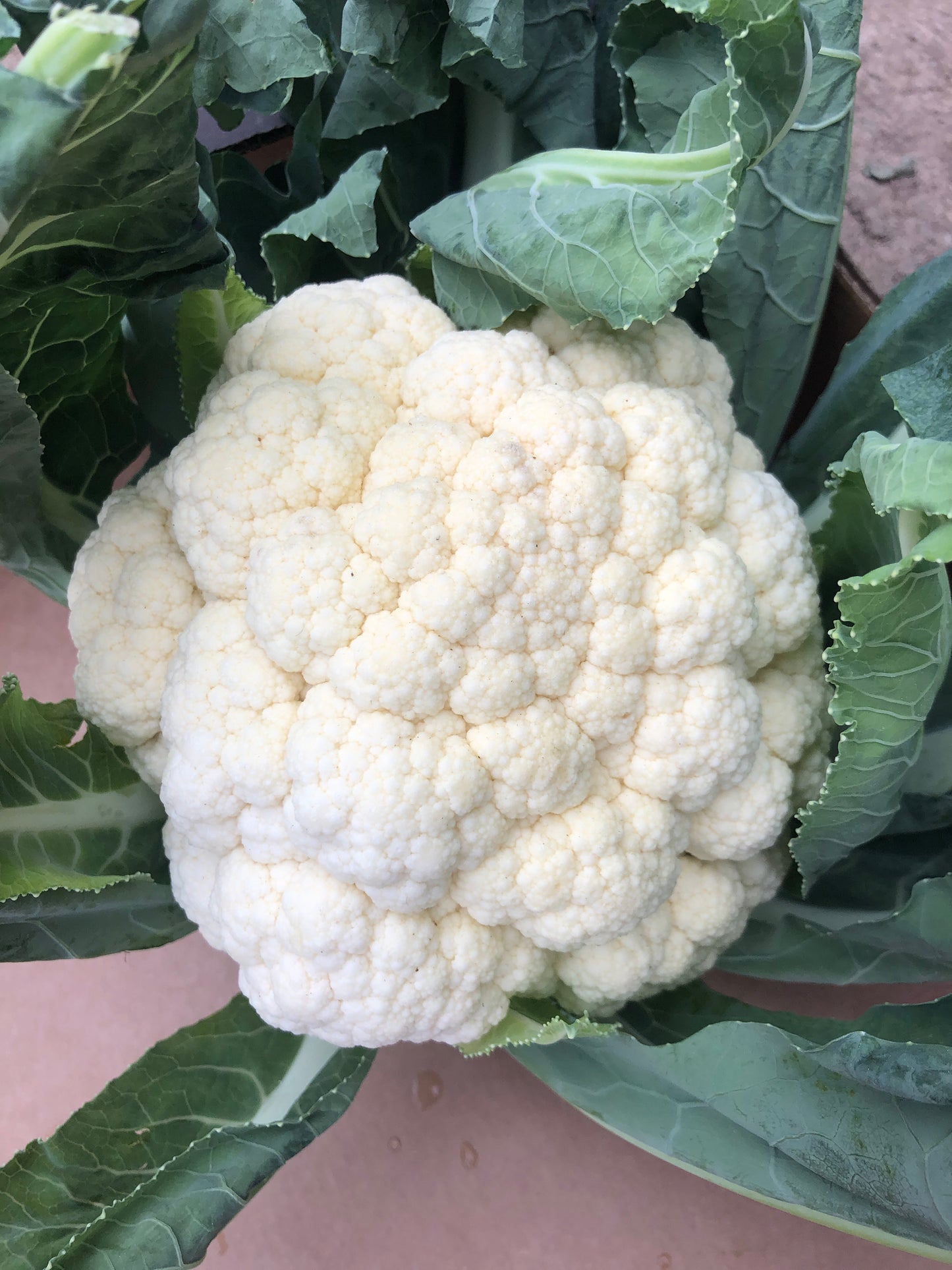Cauliflower