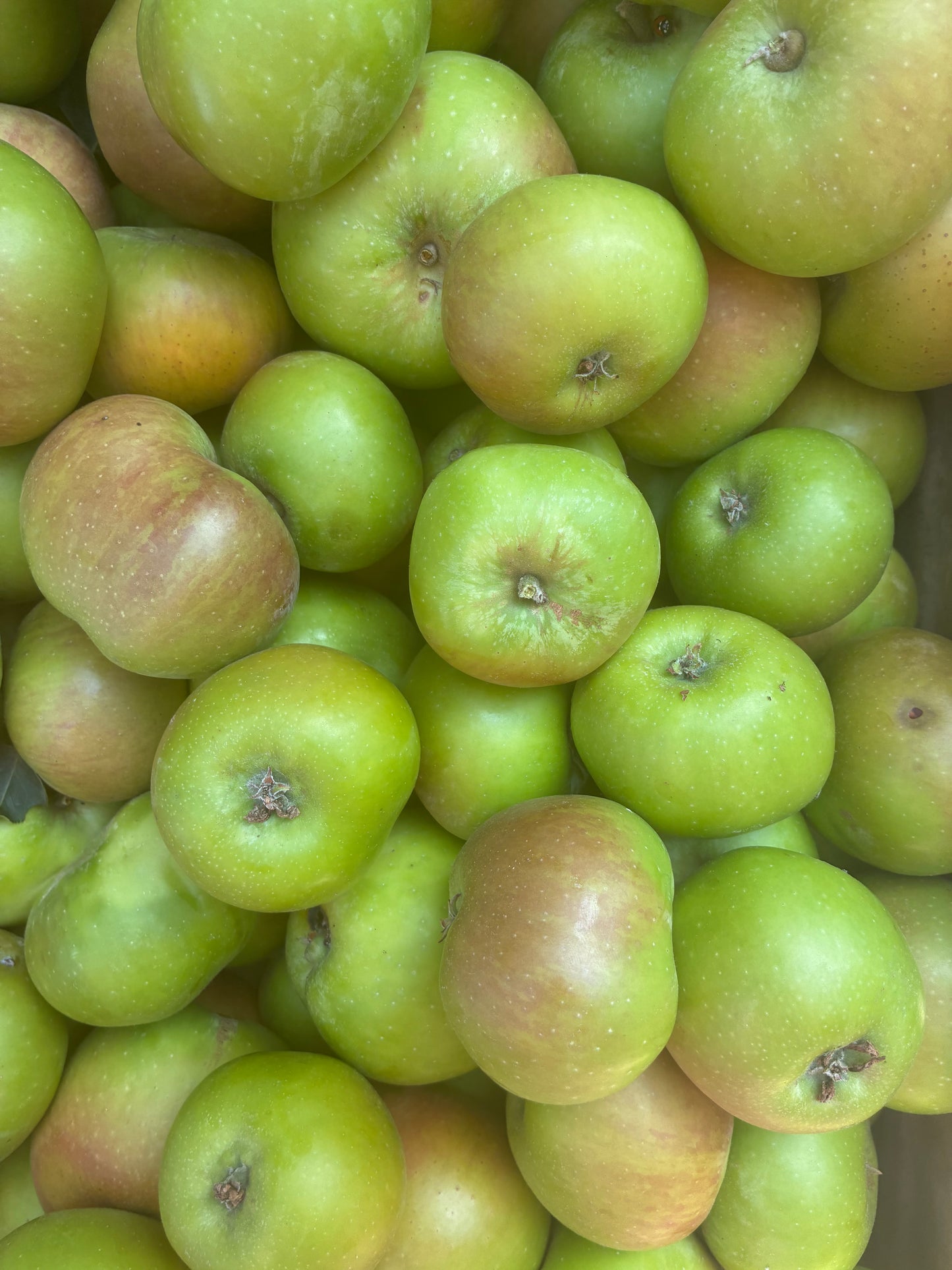 Apples - Bramley Cooking Apples (kilo bags)