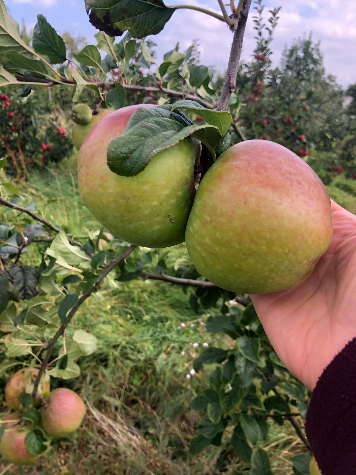 Apples - Howgate Wonder Cooking Apples kg
