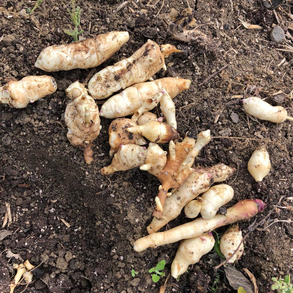 Jerusalem artichokes - 500g