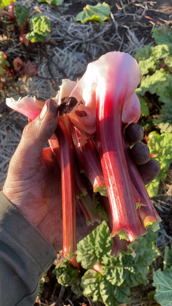 Rhubarb - 450g bunch