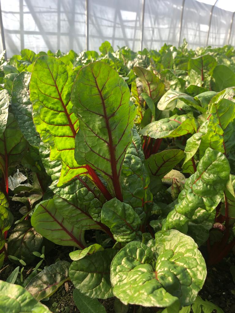 Red Chard - bunched