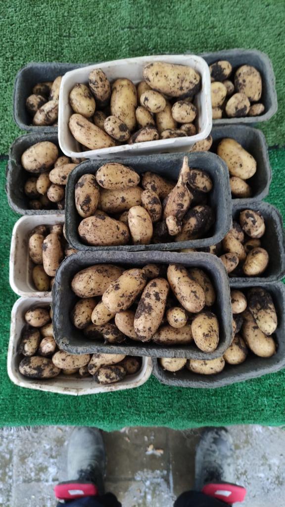 New Potatoes 500g