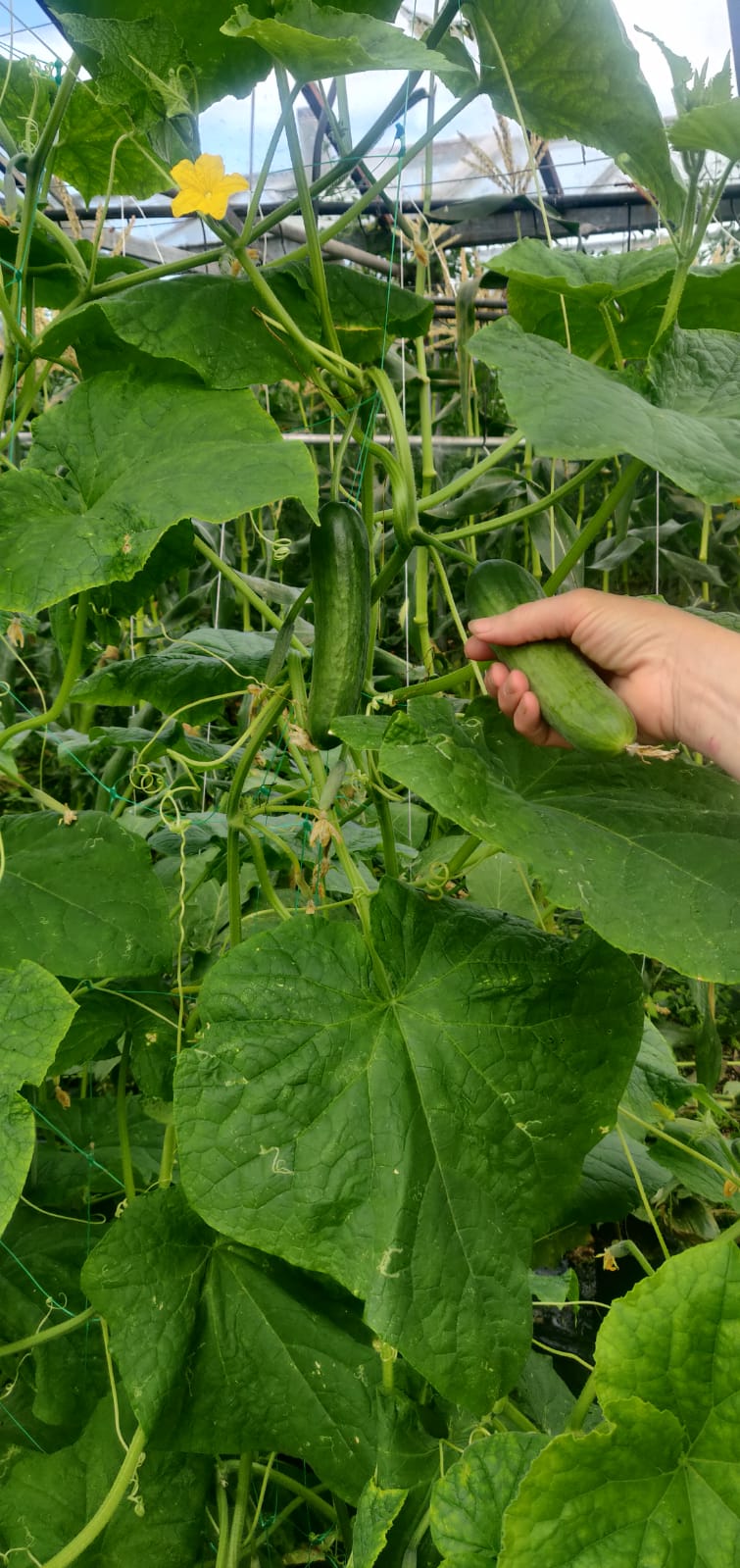 Cucumbers- Mini