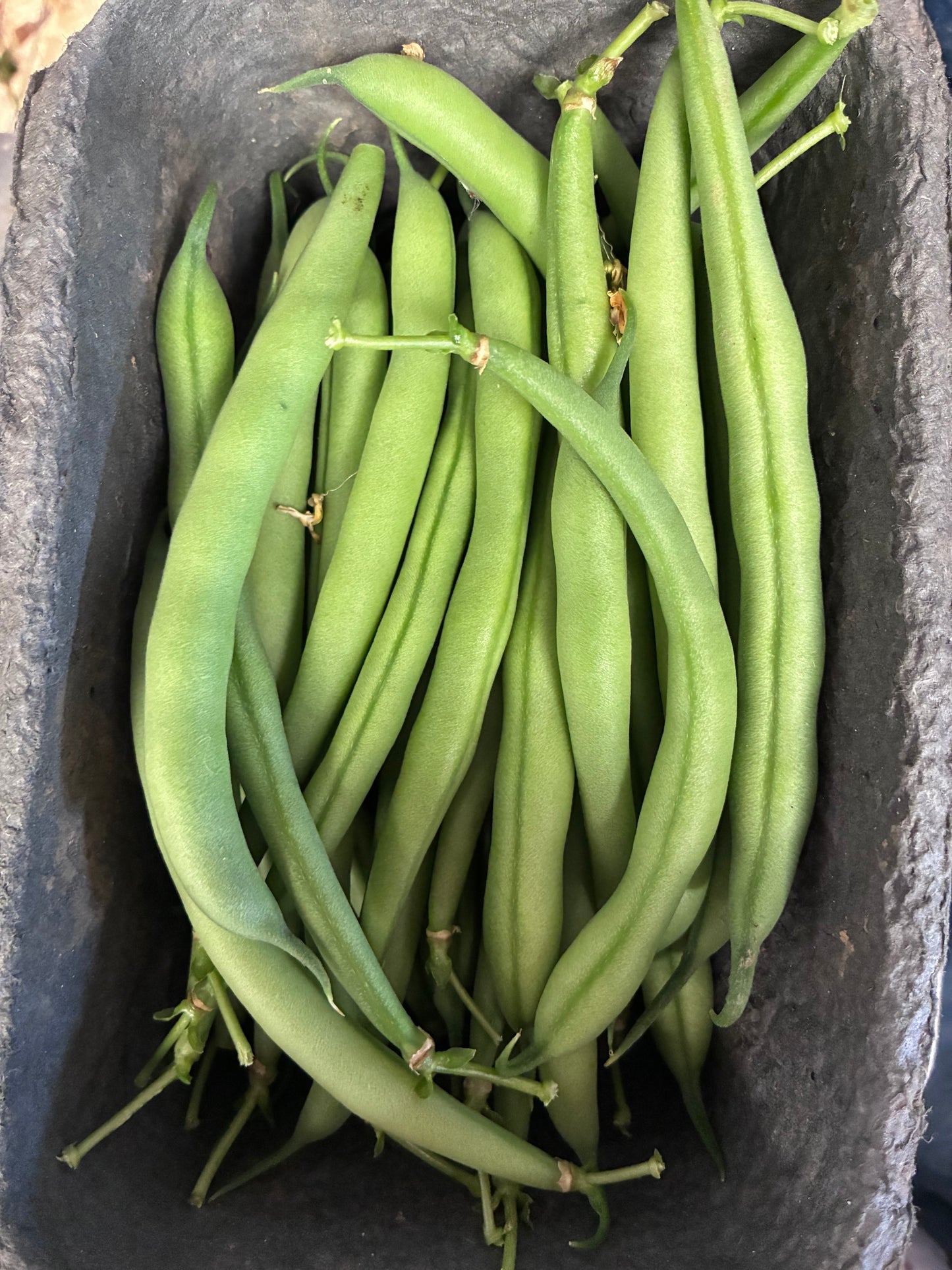 Bobby Beans
