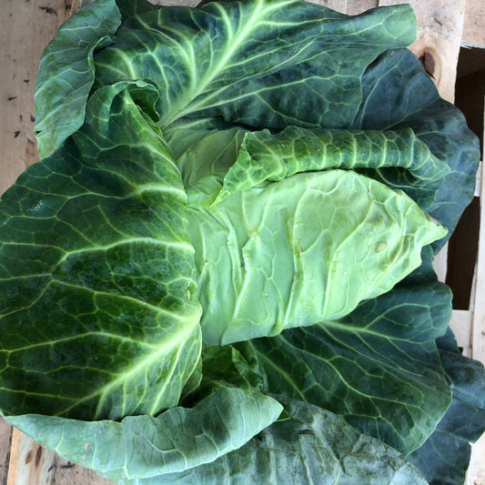 Cabbage