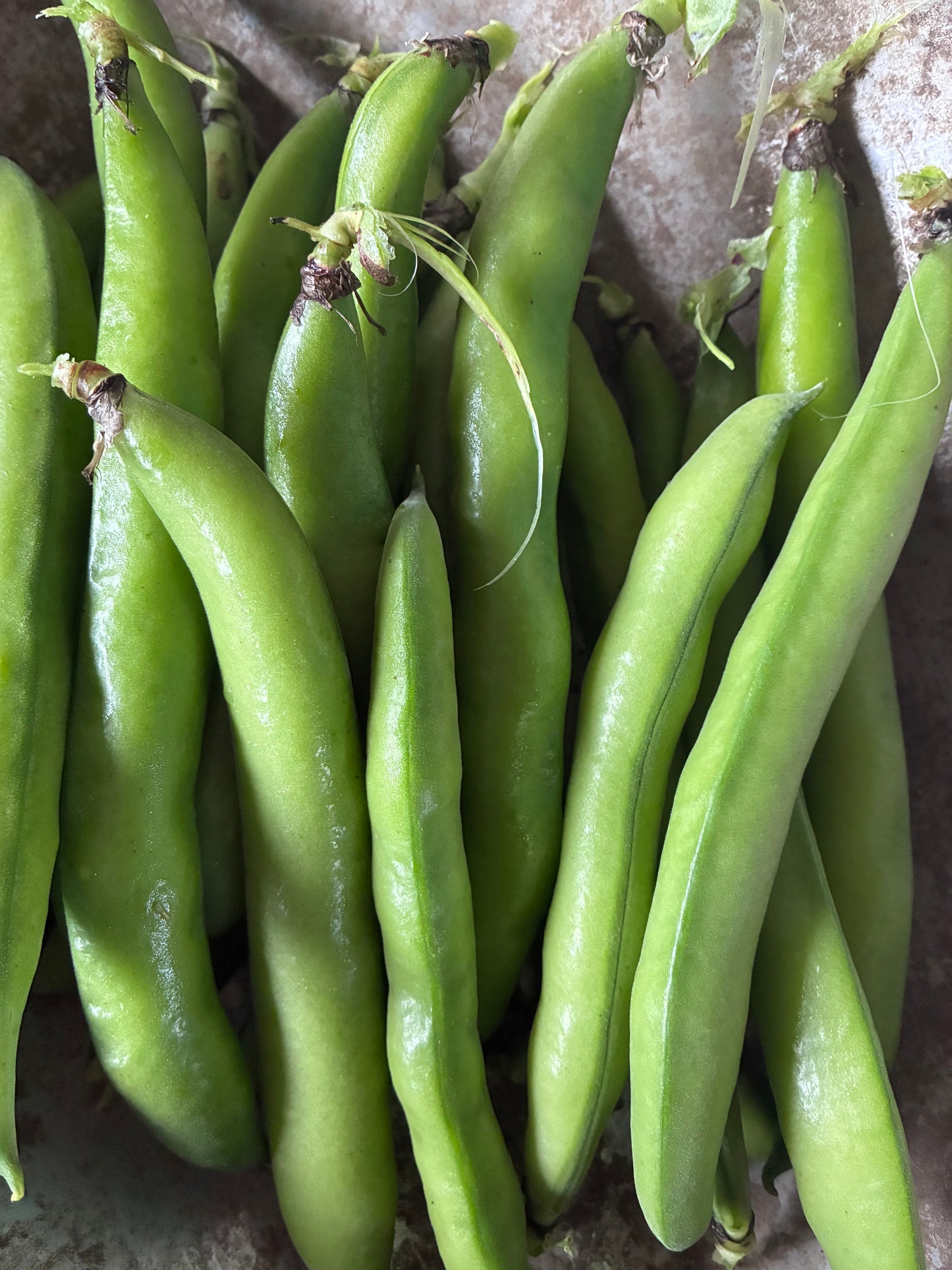 Broad Beans kg bag