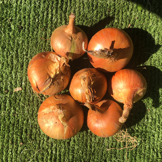 Onions - Cooking 500g