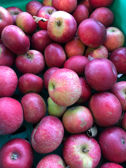 Apples - Red Windsor