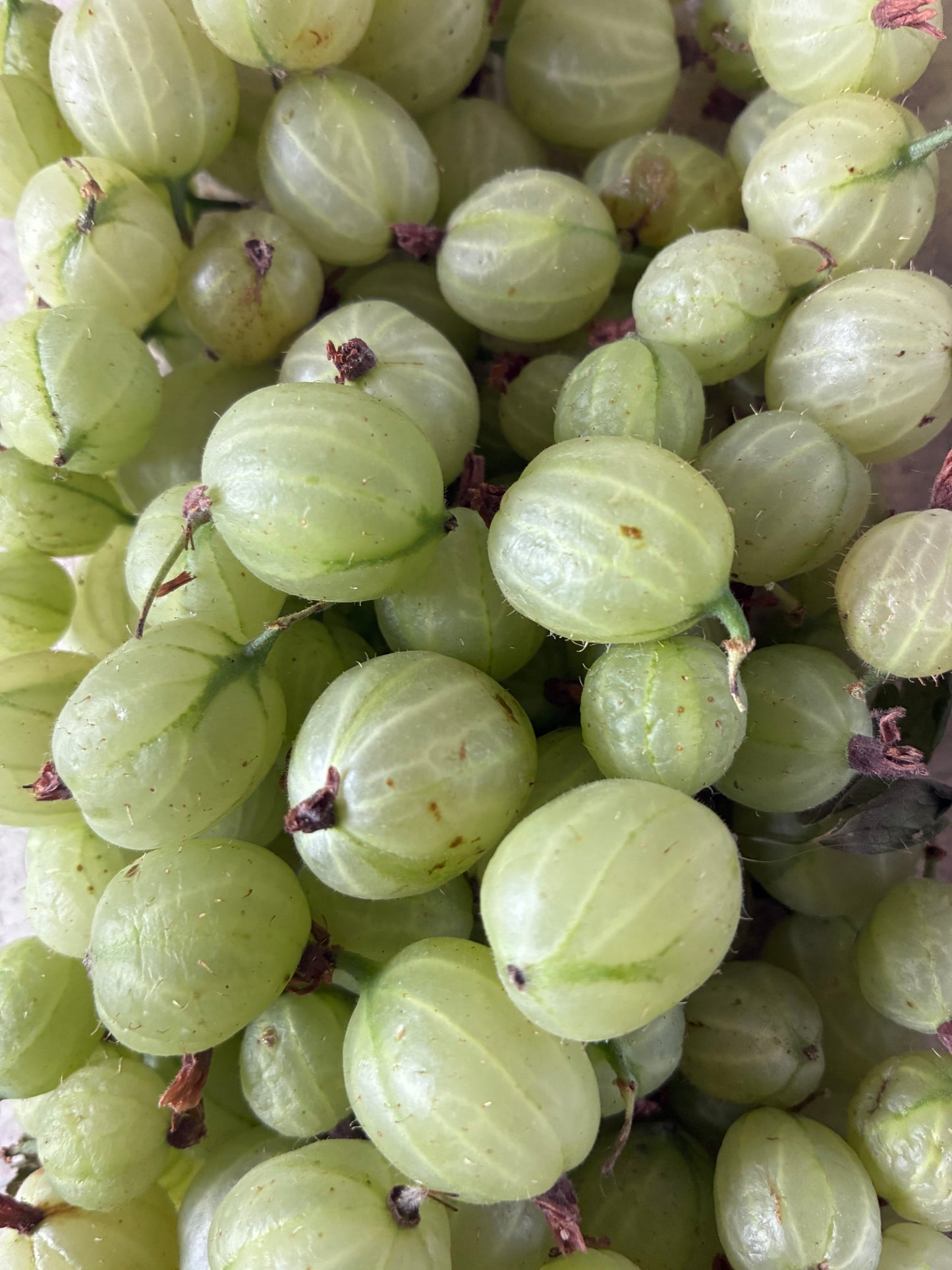 Gooseberries