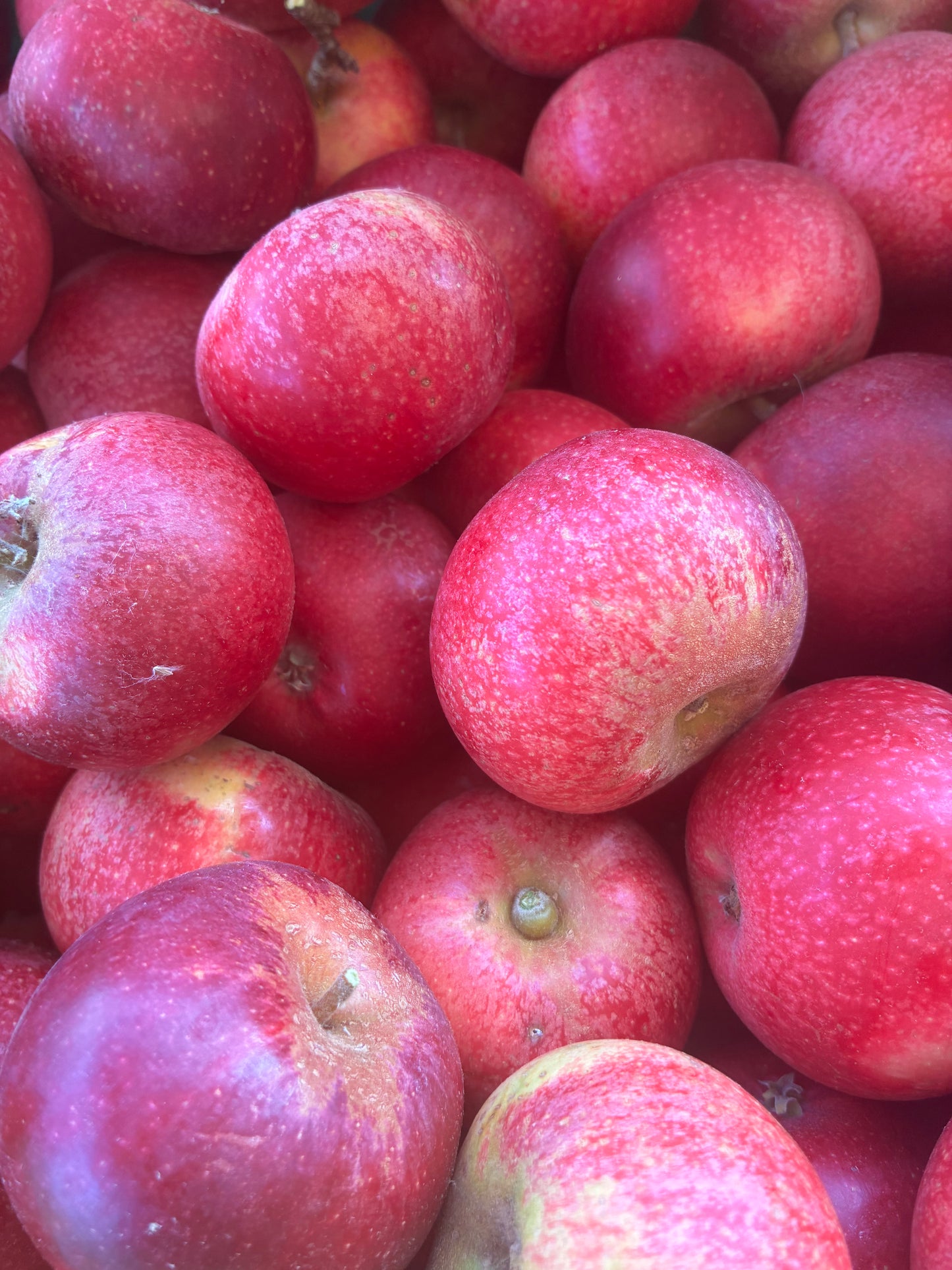 Apples - Rosette