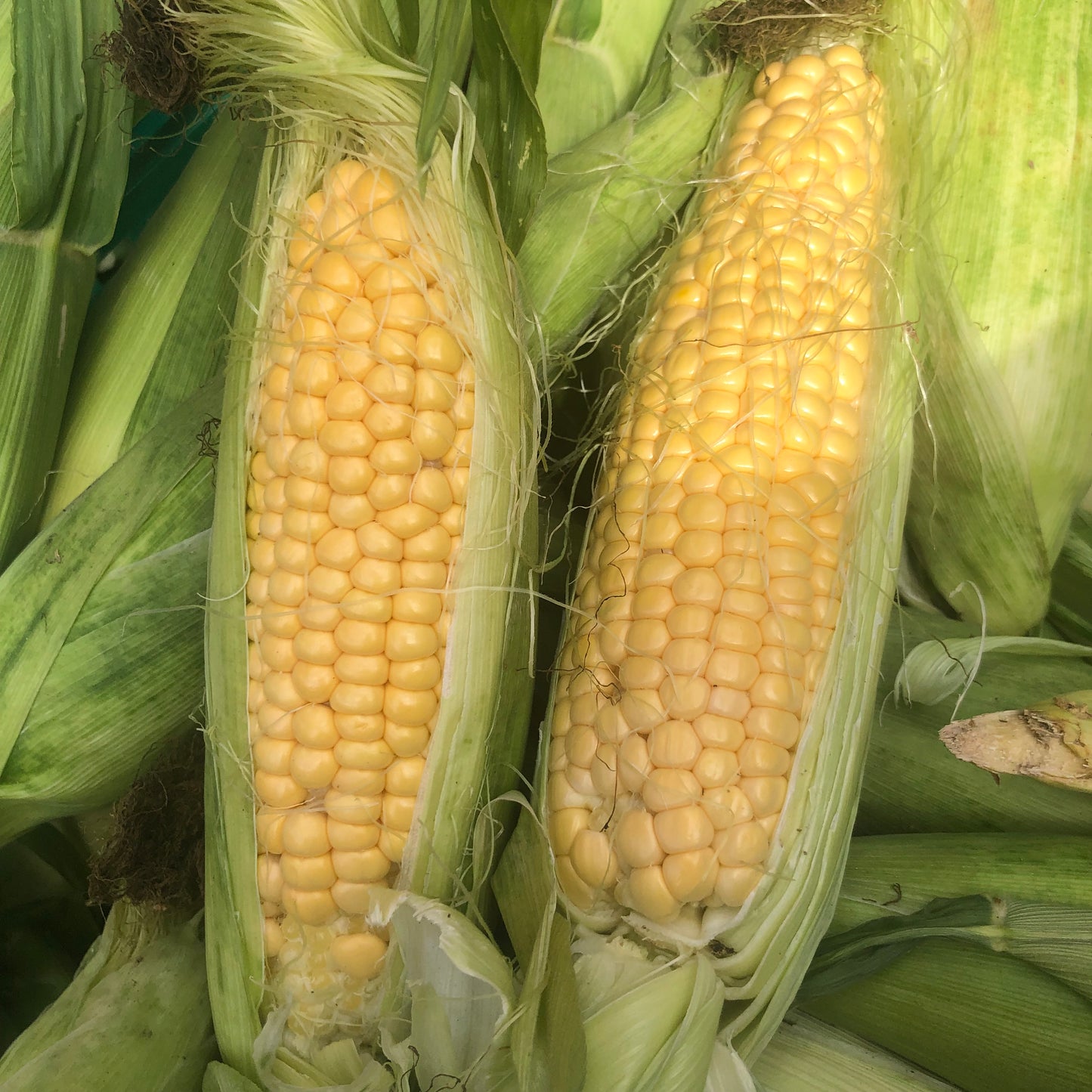 Sweetcorn