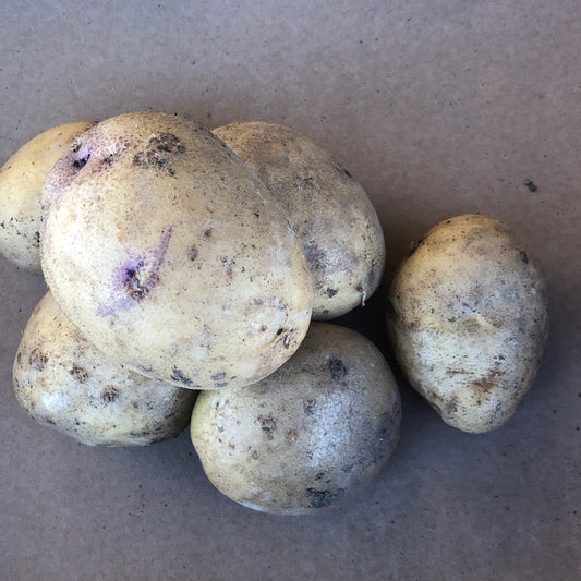 Potatoes - Floury Kestrel