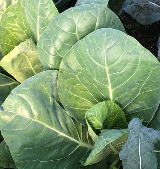 Autumn Greens