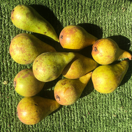 Pears - Conference (kilo bags)