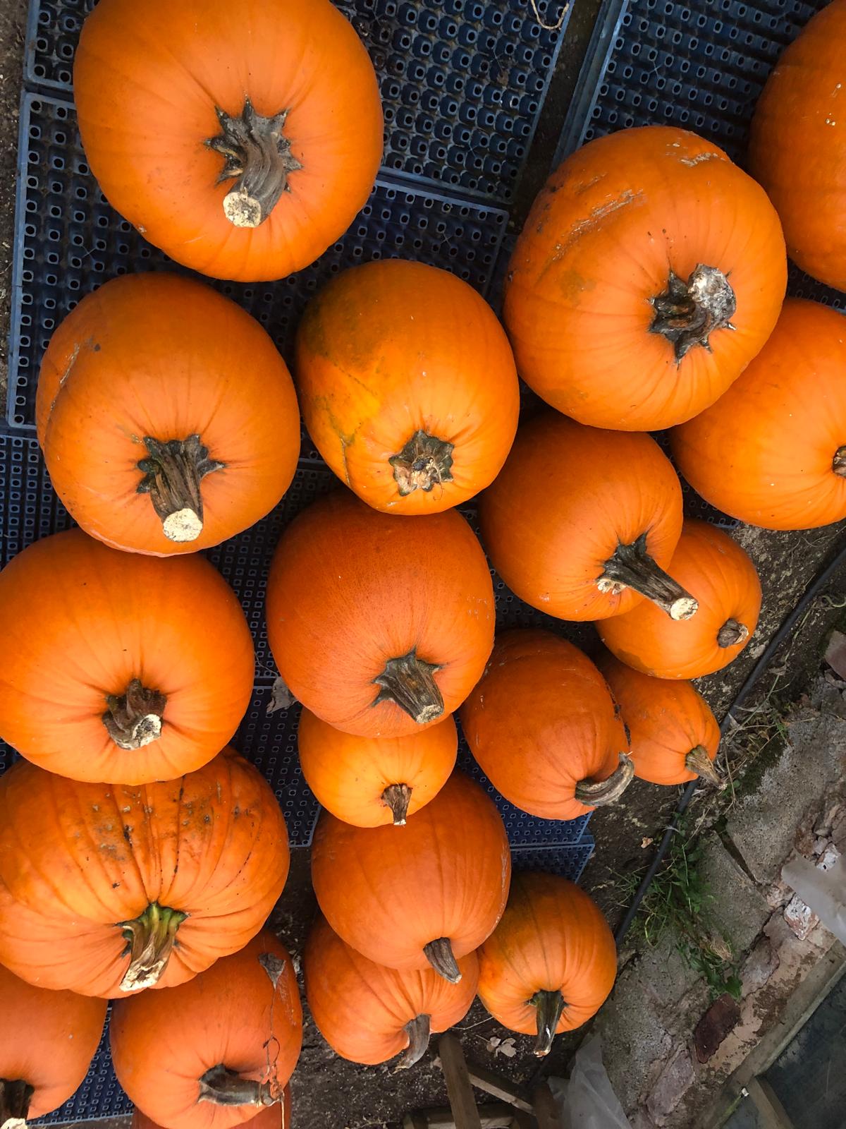 Big Loretta Pumpkins - Approx 8kg