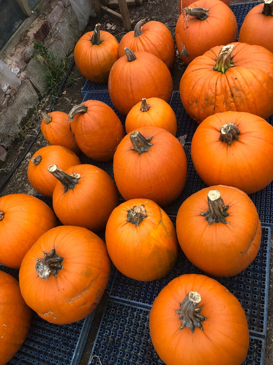 Big Loretta Pumpkins - Approx 8kg