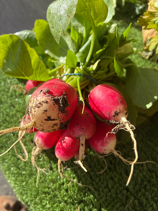 Radish - bunched French breakfast