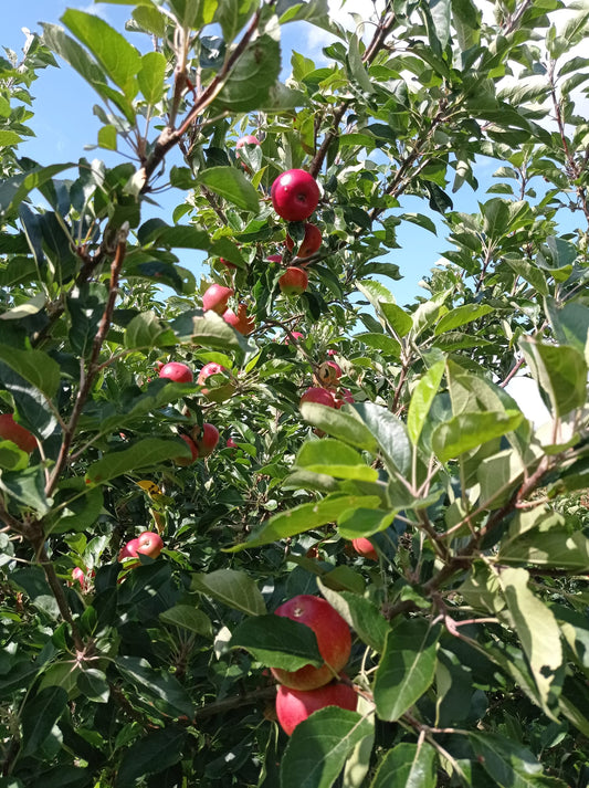 Apples - Discovery