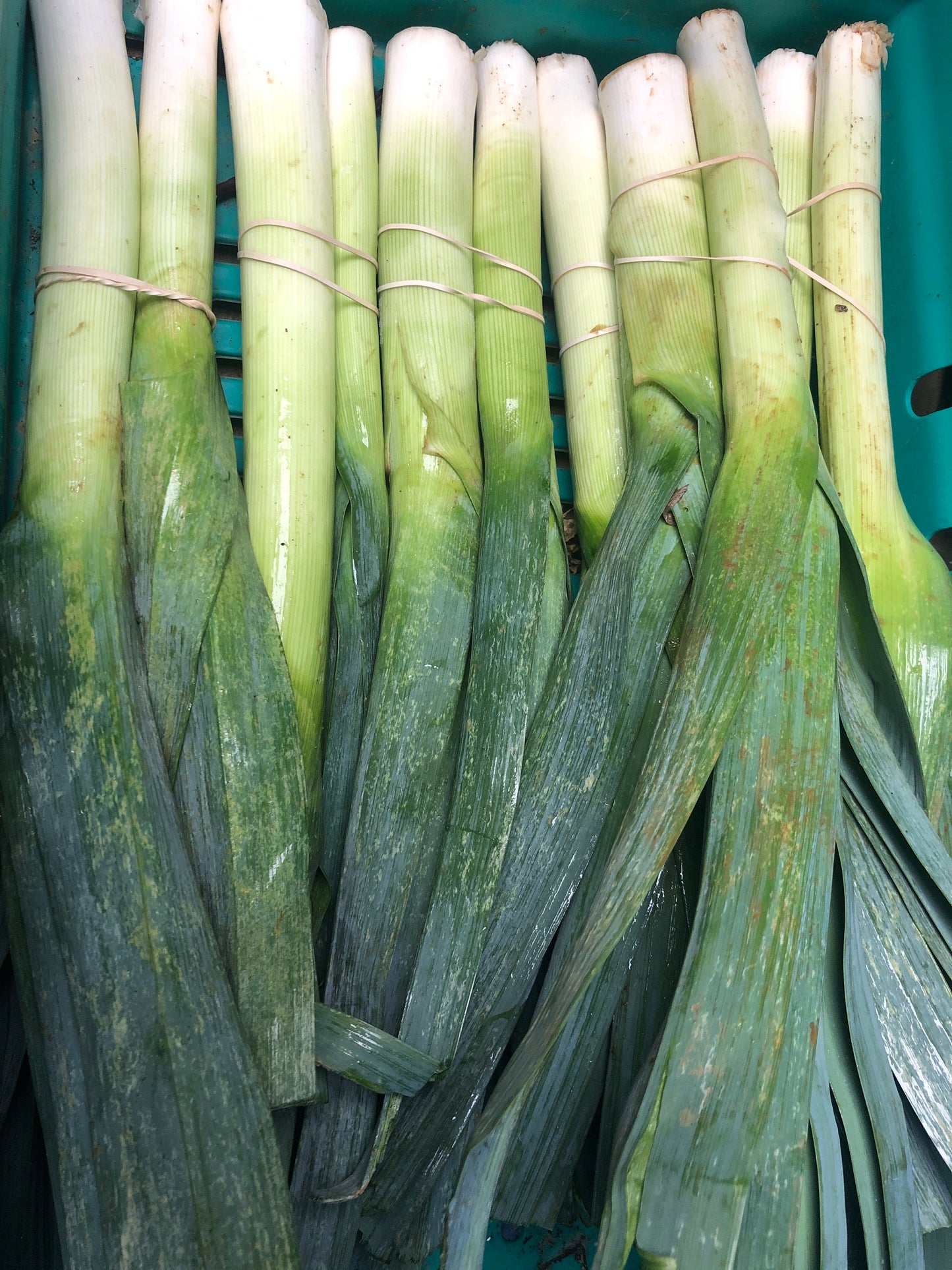 Leeks -