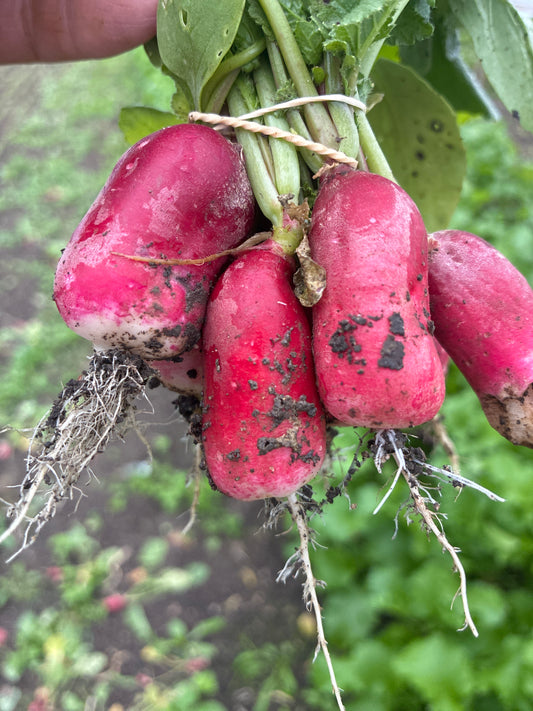 Radish - bunched French breakfast