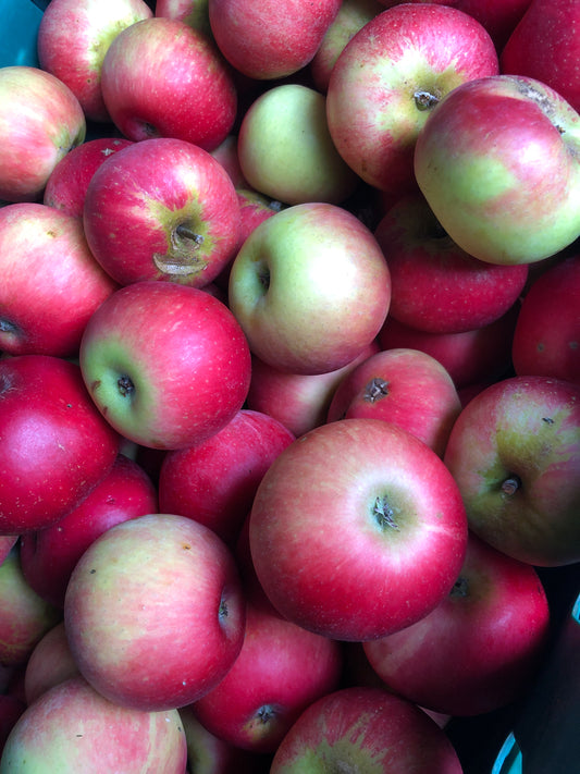 Apples - Scrumptious