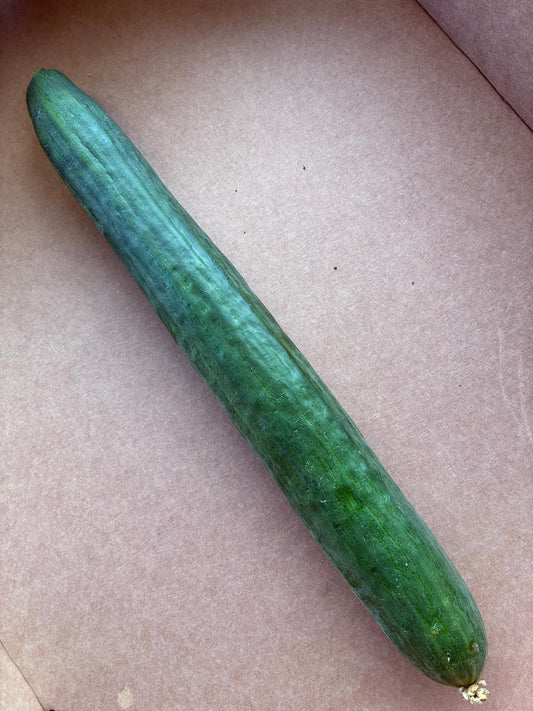 Cucumber