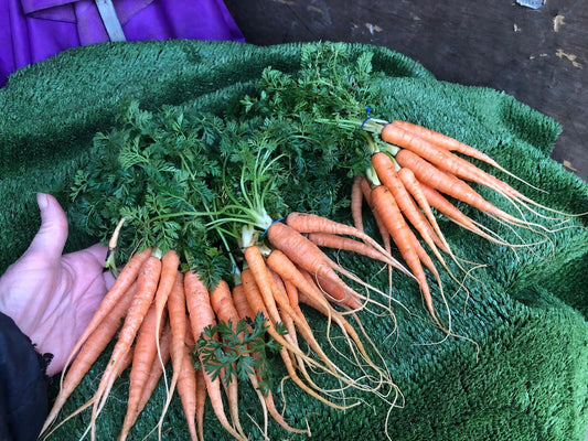 Bunched Carrots