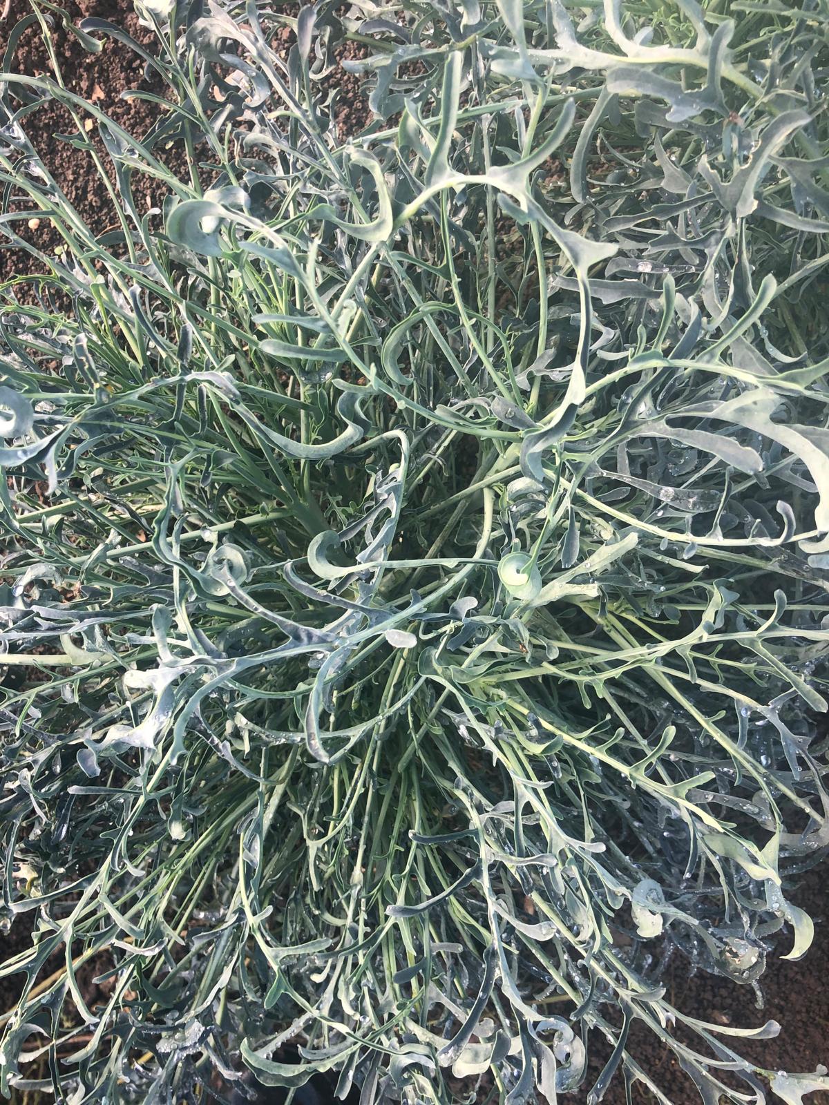 Kale - Jagello Nero - bunched