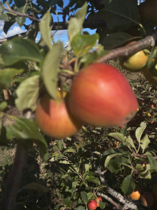 Apples - Little Pax
