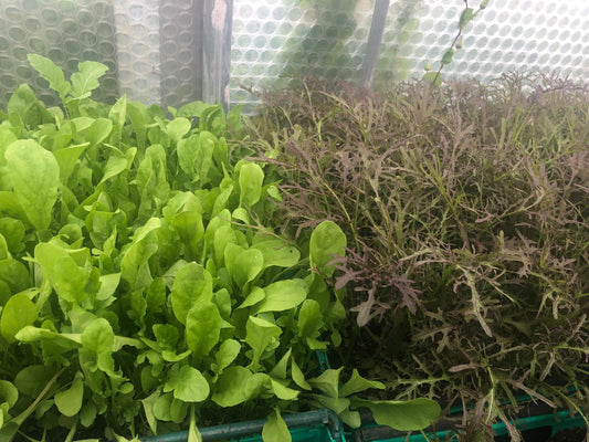 picture or growing rocket and purple streaks mustard