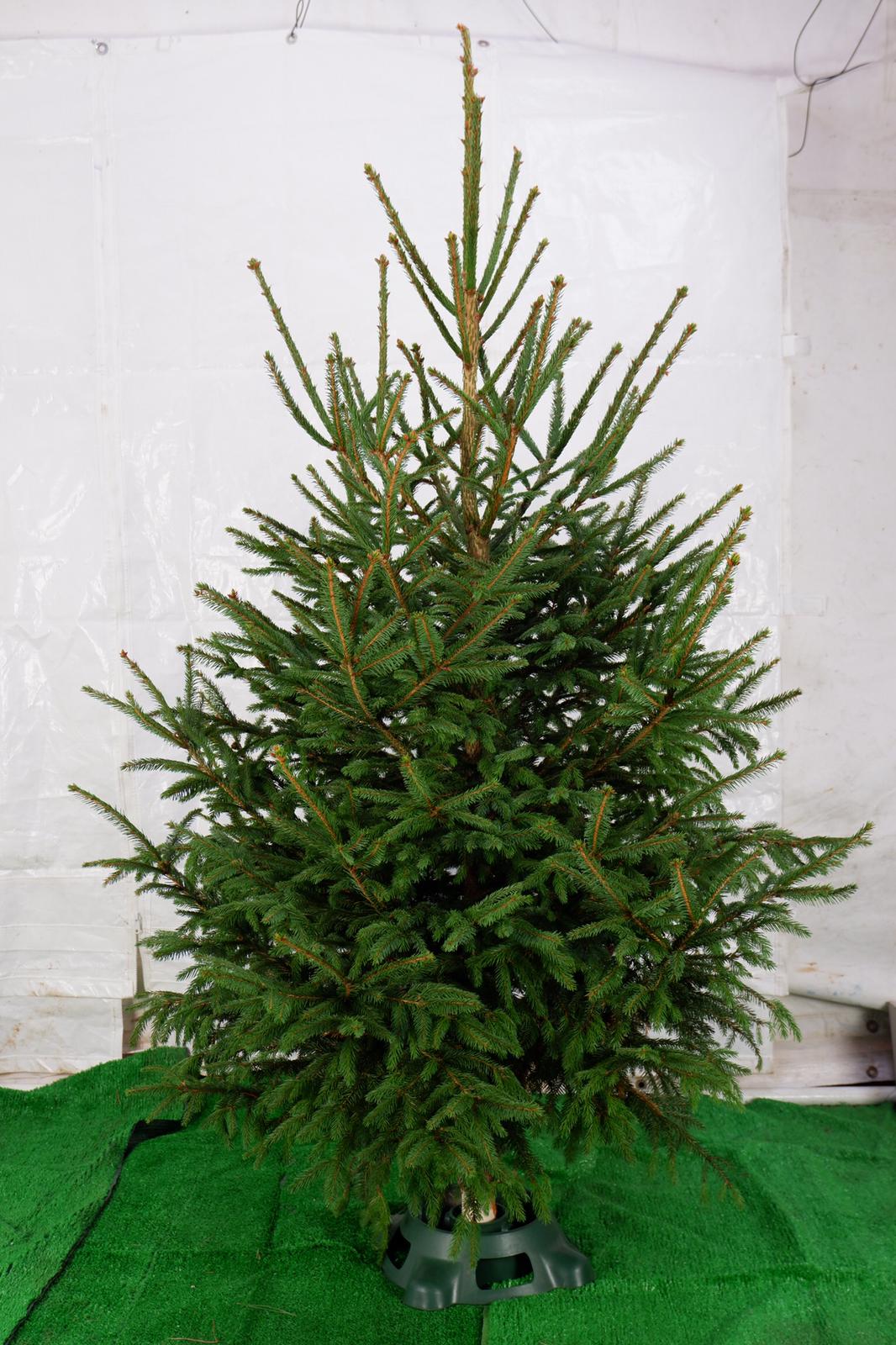 Christmas Tree  - Norway Spruce 4-7ft, Oxford and Malmesbury only