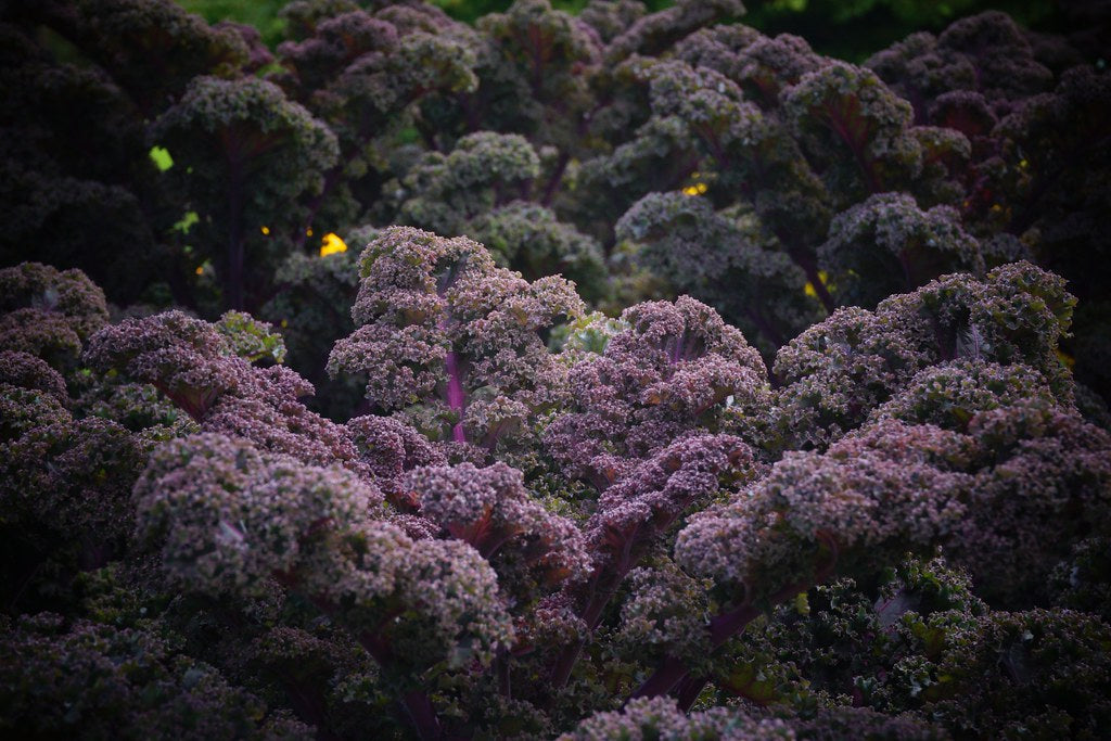 Kale - Red Curly - bunched