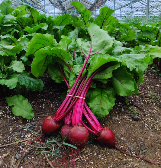 Beetroot - bunched