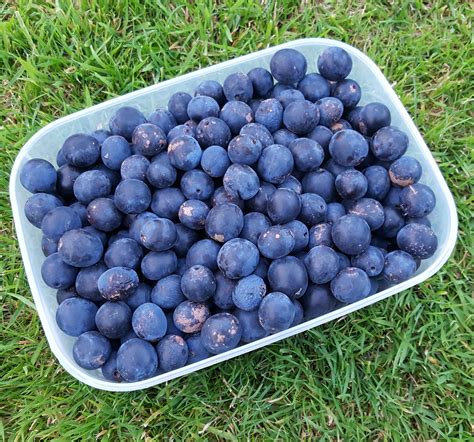 Plums - Damsons 500g - 5kg
