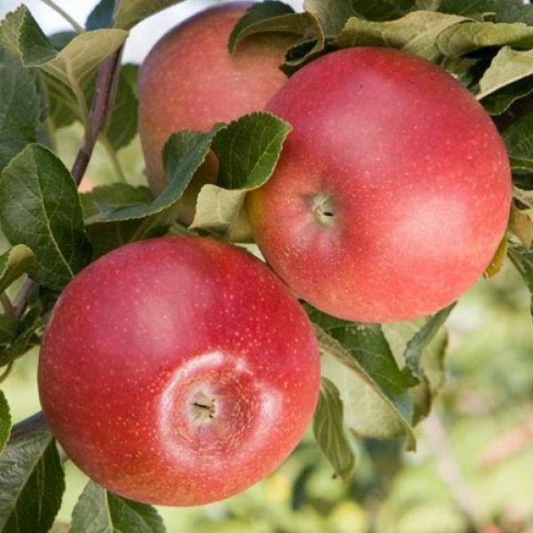 Apples - Eating (kilo bags)