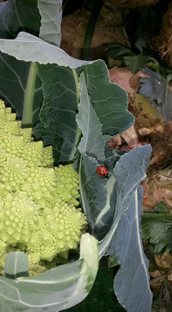 Romanesque Cauliflower