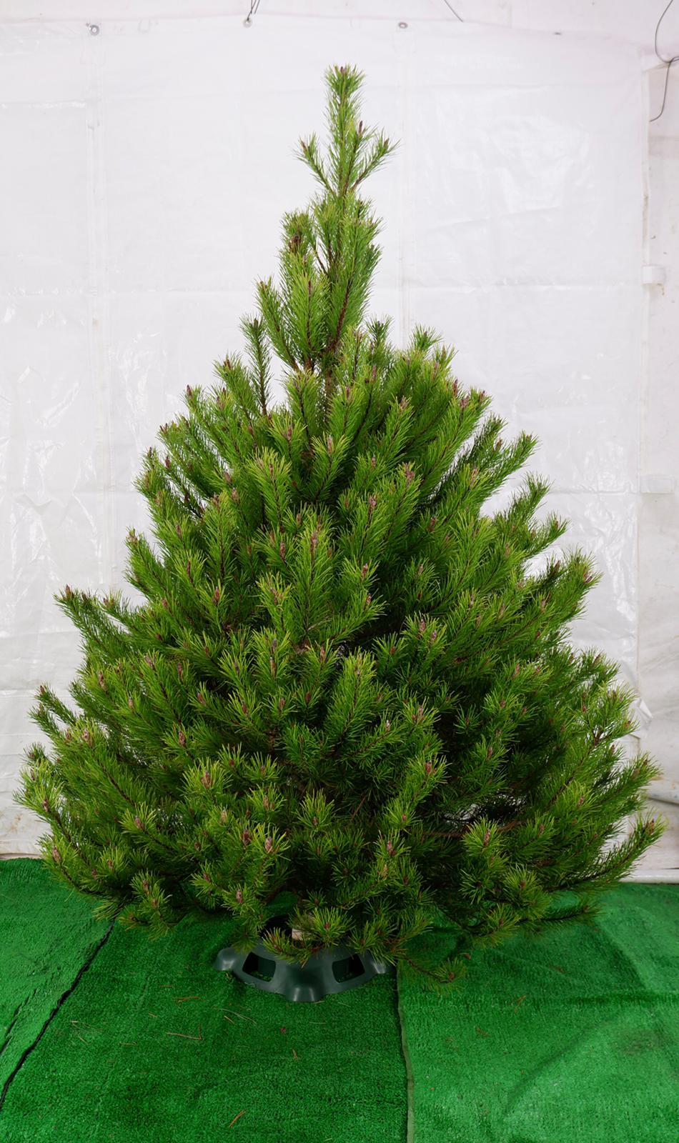 Christmas Tree  - Scots Pine 4-6ft, Oxford and Malmesbury only