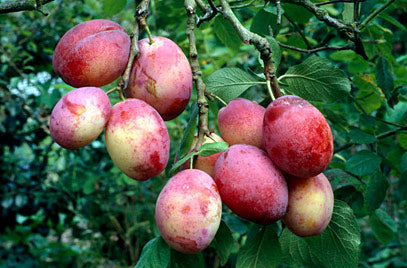Plums- Victoria 500g-5kg